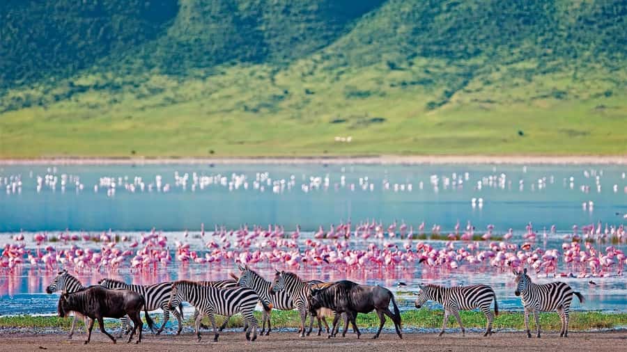 4-Day Masai Mara and Lake Nakuru Safari - Key points to know before booking