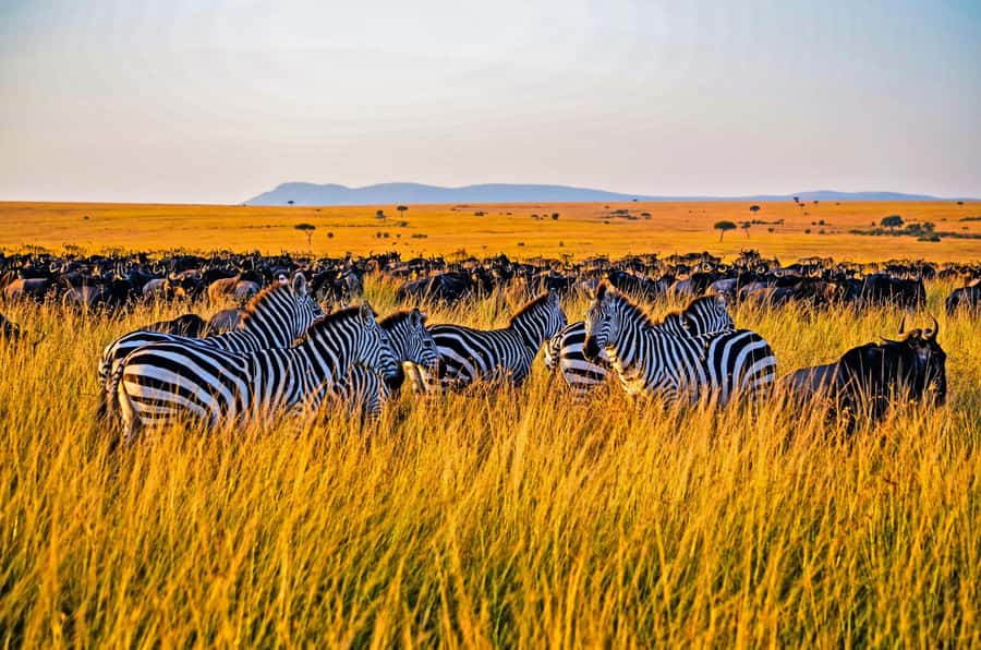 4-Day Masai Mara and Lake Nakuru Safari - Day two: a full Maasai Mara game day