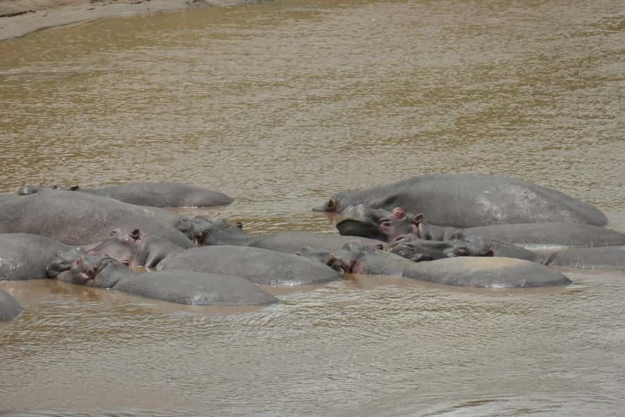 4-Day Masai Mara and Lake Nakuru Safari - The vehicle and guide make a real difference