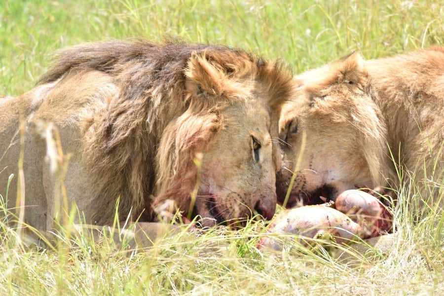 4-Day Masai Mara and Lake Nakuru Safari - Who should book this safari?