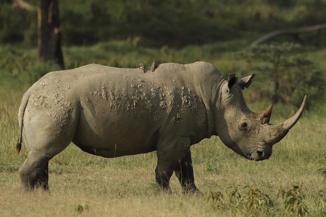 4-Day Masai Mara and Lake Nakuru safari from Nairobi. - Why the Maasai Mara and Lake Nakuru pairing works