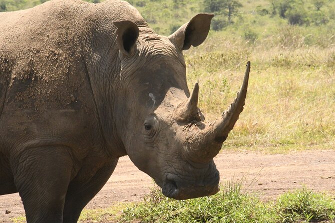 4-Day Masai Mara and Lake Nakuru safari from Nairobi. - A full day searching for the Big Five