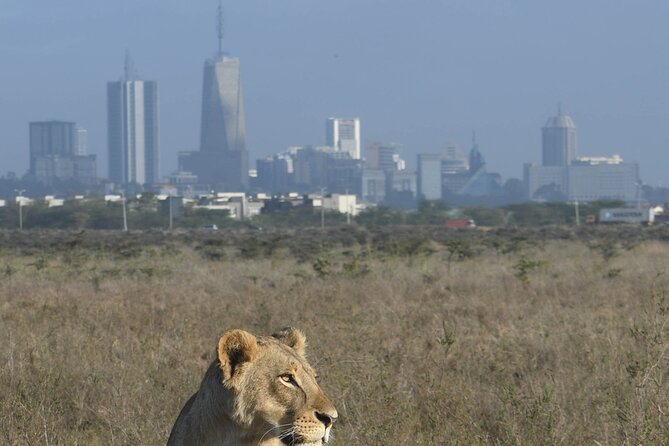 4-Day Masai Mara and Lake Nakuru safari from Nairobi. - The early-morning hunt on Day 3