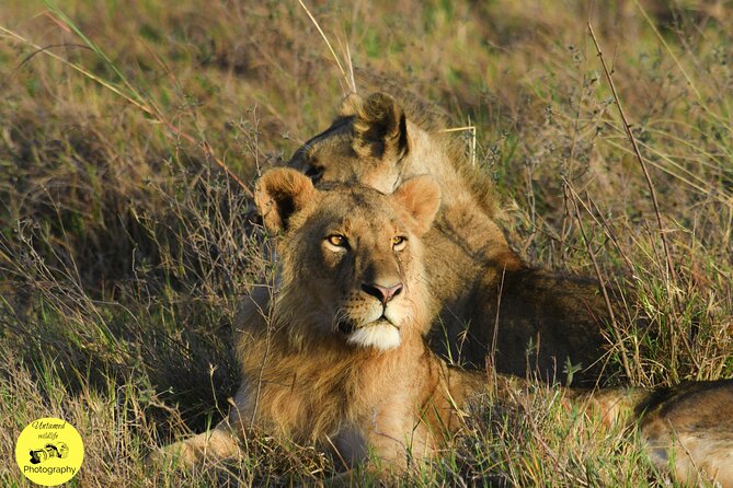 4-Day Masai Mara and Lake Nakuru safari from Nairobi. - Lake Nakuru’s rhinos, giraffes, and possible flamingos
