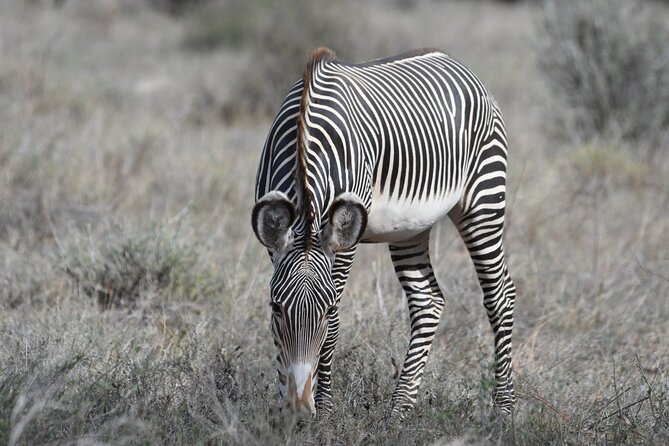4-Day Masai Mara and Lake Nakuru safari from Nairobi. - Who will get the most from this safari