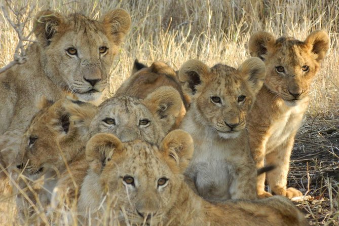 4-Day Masai Mara and Lake Nakuru safari from Nairobi. - Leaving Nairobi at 7:00 am