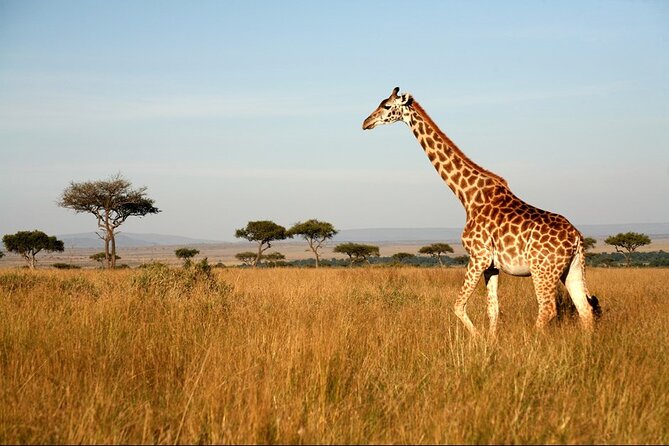 4-Day Masai Mara and Lake Nakuru Safari Tour from Nairobi - Why this four-day route works