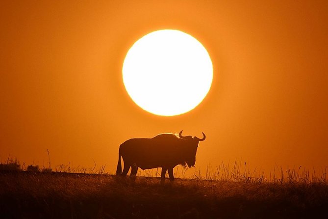 4-Day Masai Mara and Lake Nakuru Safari Tour from Nairobi - Day two: a full day among the Mara’s big animals