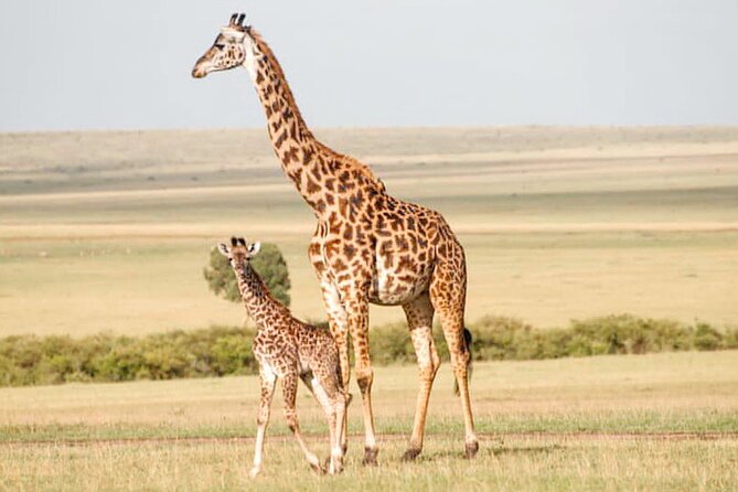 4-Day Masai Mara and Lake Nakuru Safari Tour from Nairobi - What the $1,690 price really covers