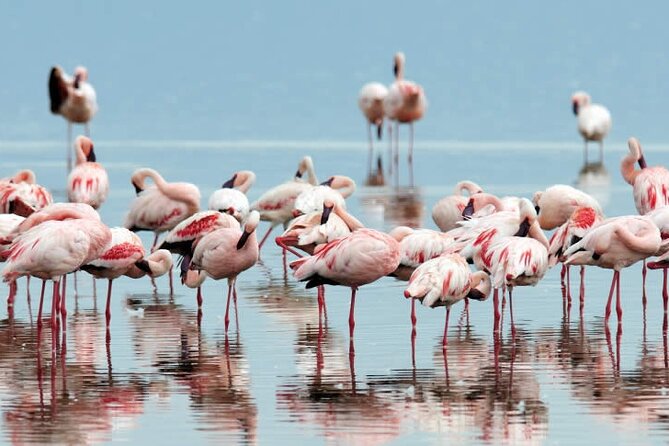 4-Day Masai Mara and Lake Nakuru Safari Tour from Nairobi - Guides, service, and the private format