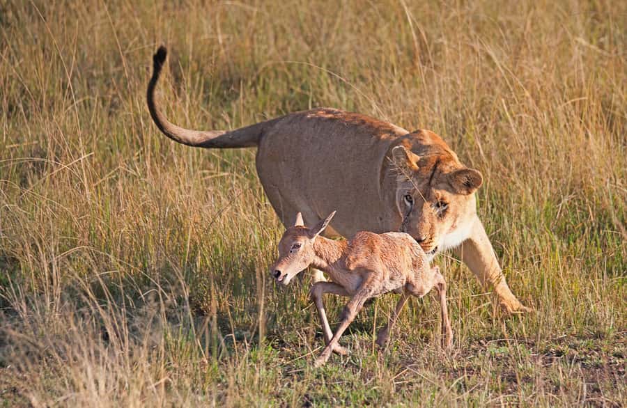 4-Day Masai Mara and Lake Nakuru Safari - Day one: Nairobi to the Maasai Mara