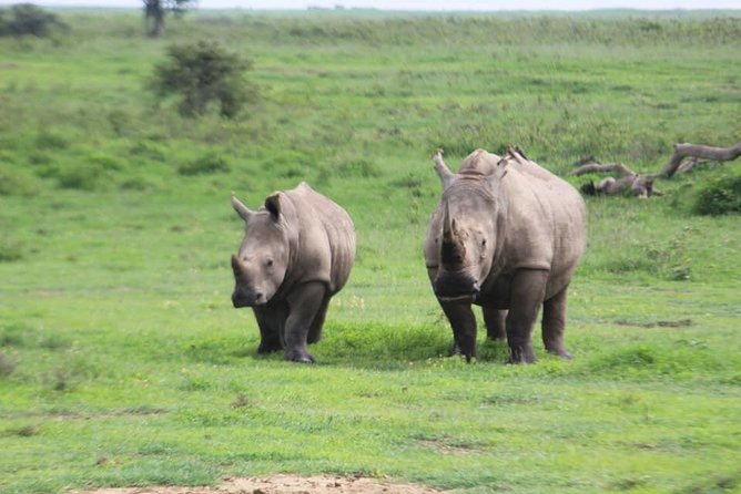 4-Day Masai Mara Big Five Safari - Nairobi to Masai Mara, with the Rift Valley on the way