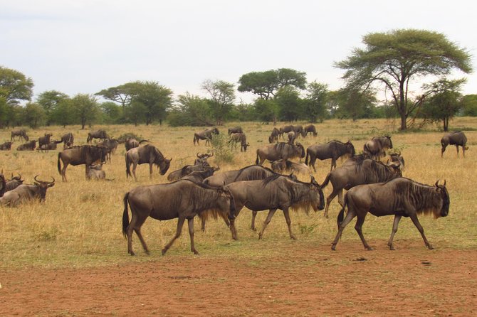 4-Day Masai Mara Big Five Safari - Day 2: a full day searching for the Big Five