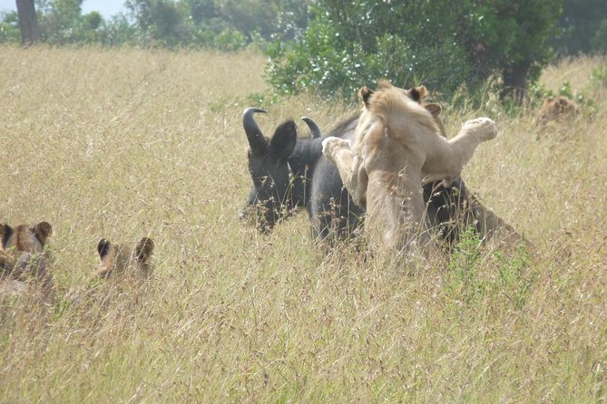 4-Day Masai Mara Big Five Safari - Day 3: changing areas and filling the gaps