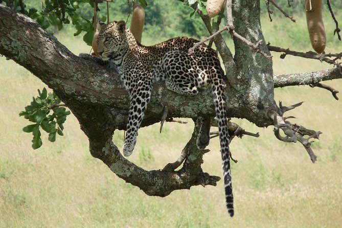 4-Day Masai Mara Big Five Safari - Day 4: the return to Nairobi