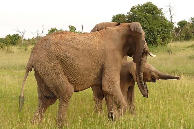 4-Day Masai Mara Big Five Safari - Is $1,093.75 per person good value?