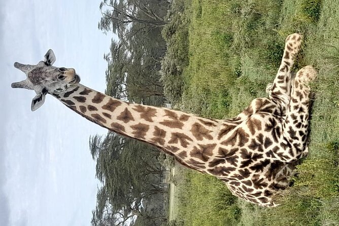 4-Day Masai Mara, L Naivasha and L Nakuru Safari - The $1,196 price and what it covers
