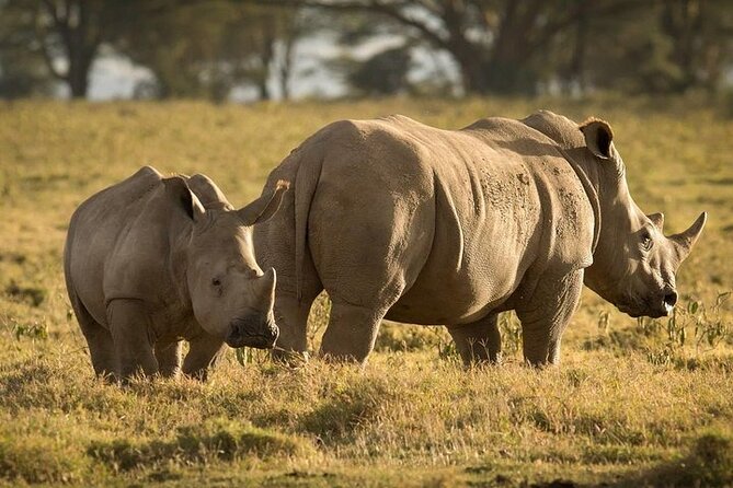 4-Day Masai Mara, L Naivasha and L Nakuru Safari - What the small private format changes