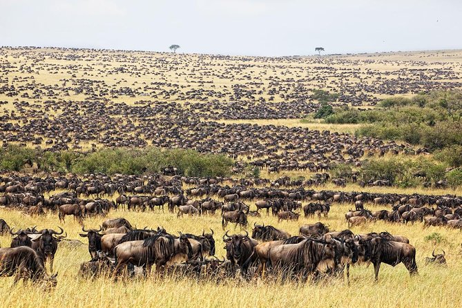 4 Day Masai Mara & Lake Nakuru Group Joining Camping Safari - Daily Departures - Day three: From Maasai Mara to Lake Nakuru