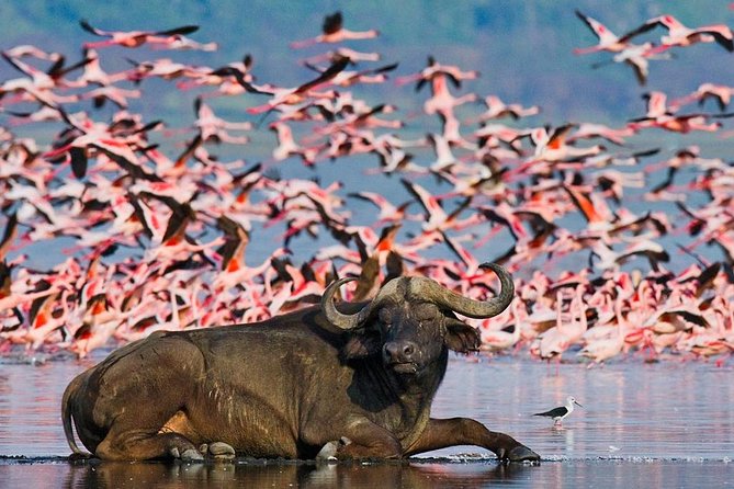 4 Day Masai Mara & Lake Nakuru Group Joining Camping Safari - Daily Departures - Camping, meals, and what the included price means
