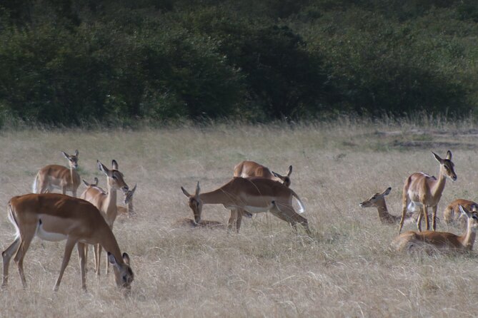 4-Day Masai Mara - Luxury Private safari (JEEP) - Day 3: choose between a balloon flight and another game drive