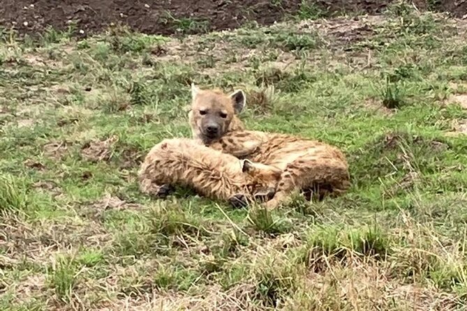 4-Day Masai Mara - Luxury Private safari (JEEP) - Who should book this safari