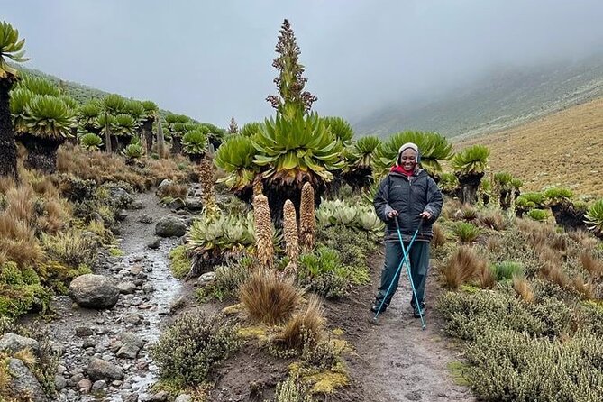 4-Day Mount Kenya Trekking with Pick Up - Guides, porters, and the value of support