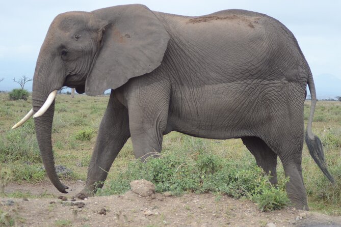 4 Day Private Masai Mara Flight Safari Tour from Nairobi - Day 1: From Wilson Airport to your first Mara animals