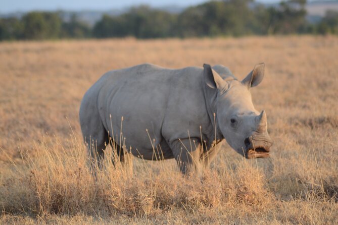 4 Day Private Masai Mara Flight Safari Tour from Nairobi - Day 3: Add culture or take to the sky