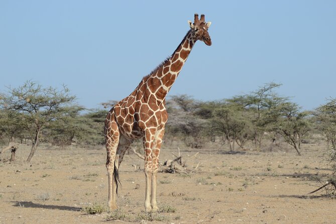 4 Day Private Masai Mara Flight Safari Tour from Nairobi - Day 4: One last drive before the flight home