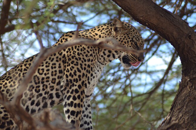 4 Day Private Masai Mara Flight Safari Tour from Nairobi - The guide can make or break the safari