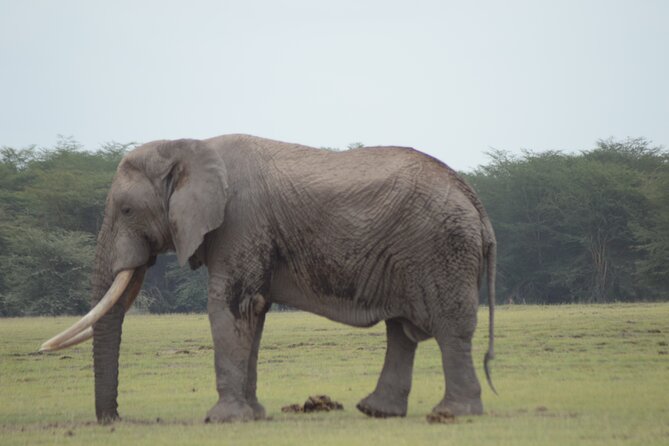 4 Day Private Masai Mara Flight Safari Tour from Nairobi - Who will enjoy this four-day safari most