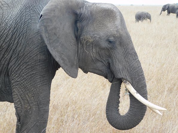 4 Day Private Masai Mara National Reserve & Lake Nakuru National Park Safari - What the $1,059.24 price really covers