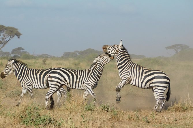 4 Day Private Masai Mara National Reserve & Lake Nakuru National Park Safari - Who will enjoy this safari most