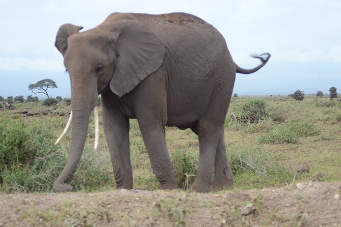 4-Day Safari to Tsavo and Amboseli from Diani Beach - Leaving Diani Beach Before Sunrise