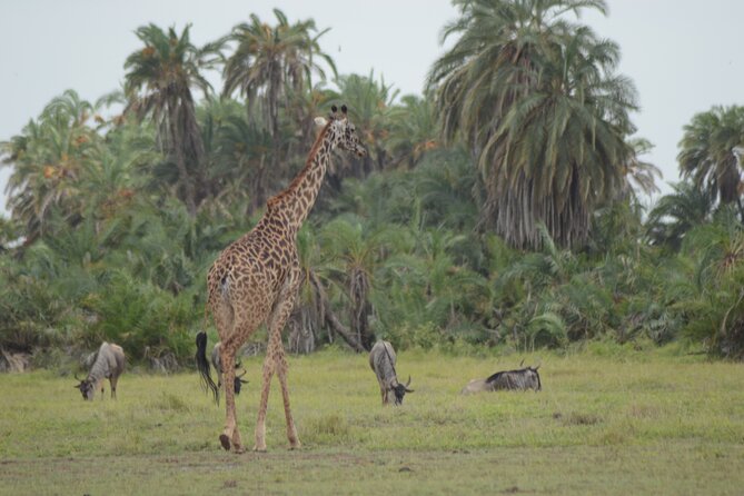 4-Day Safari to Tsavo and Amboseli from Diani Beach - Amboseli’s Elephants and the Kilimanjaro View