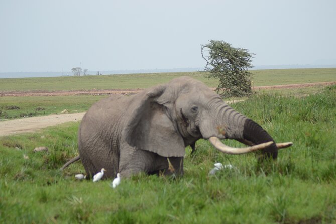 4-Day Safari to Tsavo and Amboseli from Diani Beach - Booking Details That Matter