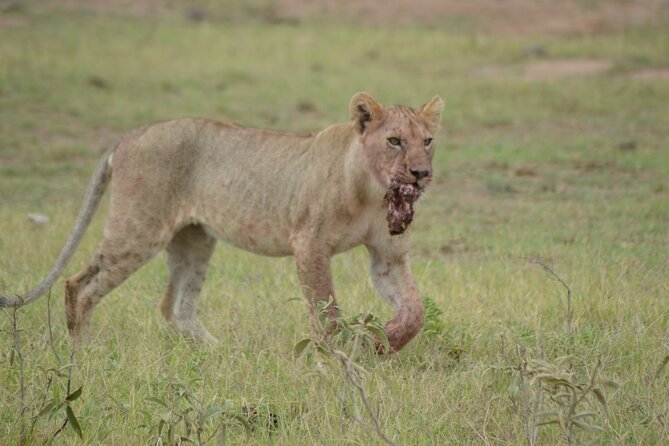 4-Day Safari to Tsavo and Amboseli from Diani Beach - Tsavo West and the Ngulia Rhino Sanctuary
