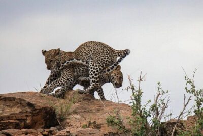 4-Day Tour in Lake Nakuru, Lake Naivash, Masai Mara from Nairobi