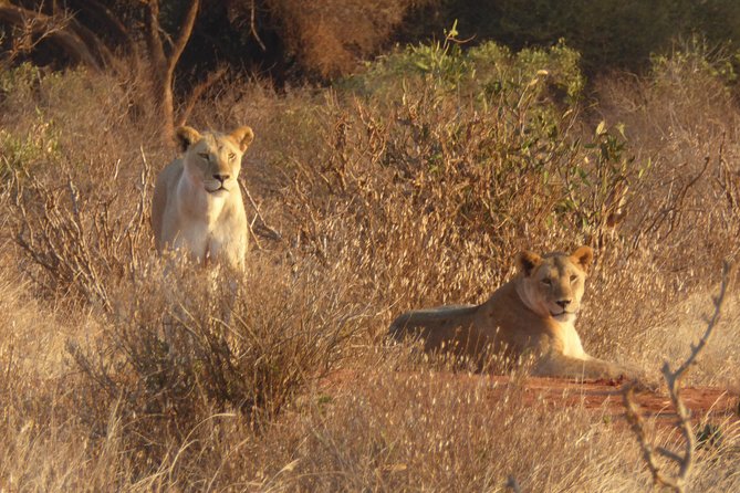 4-Day Tsavo East West and Amboseli National Park from Mombasa - Three parks, one long overland route