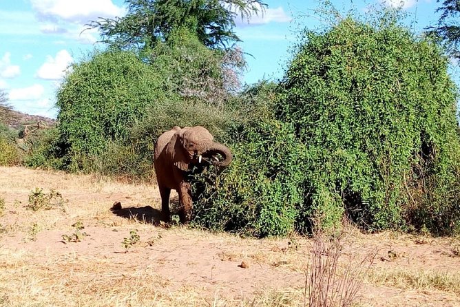4-Day Tsavo East West and Amboseli National Park from Mombasa - Mzima Springs: clear water in the middle of the safari