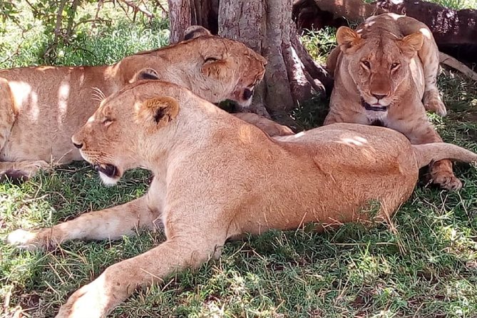 4-Day Tsavo East West and Amboseli National Park from Mombasa - Day 4: A final game drive on the way to Nairobi