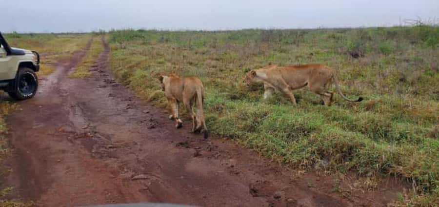 4 Days 3 Nights Masai Mara, L.Nakuru Jeep. - Key points to know before booking