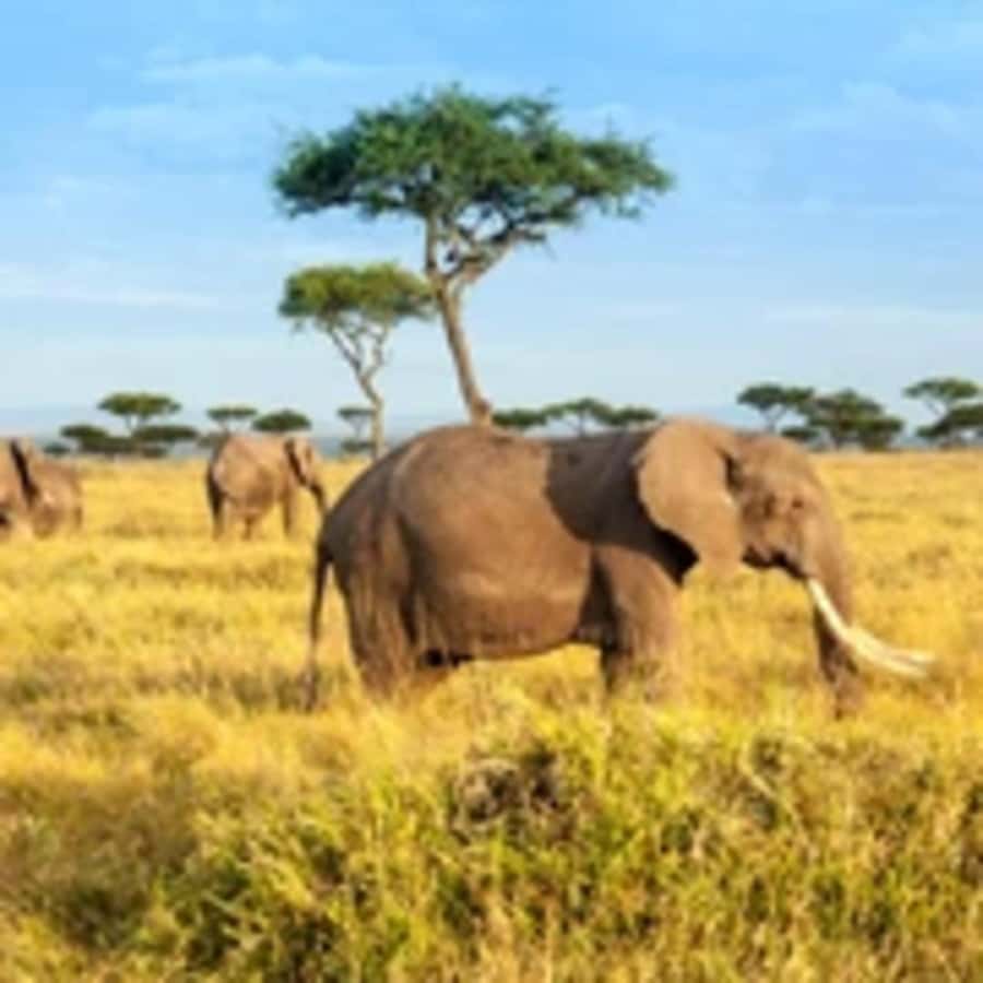 4 Days 3 Nights Masai Mara, L.Nakuru Jeep. - Why this safari works as a four-day Kenya sampler