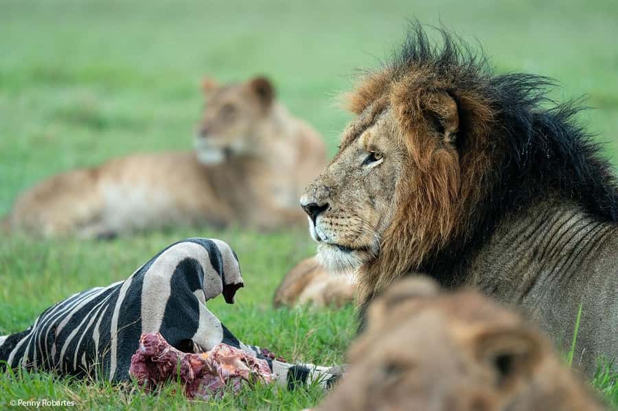 4 Days 3 Nights Masai Mara, L.Nakuru Jeep. - What the $332 price really covers