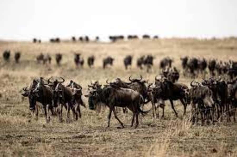 4 Days 3 Nights Masai Mara, L.Nakuru Jeep. - Day 1: Nairobi to Masai Mara and the first afternoon drive