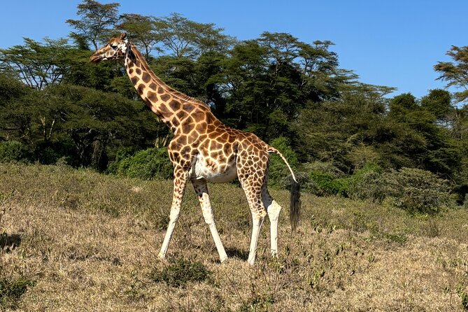 4 Days 4WD Private Maasai Mara, Nakuru Parks with Lodge LUXURY - What the $1,499 safari really gives you