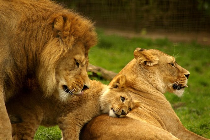 4-Days Best Wildlife Safari: Amboseli, Tsavo West & Tsavo East Private Safari - Day 2: Tsavo West and the Optional Rhino Sanctuary
