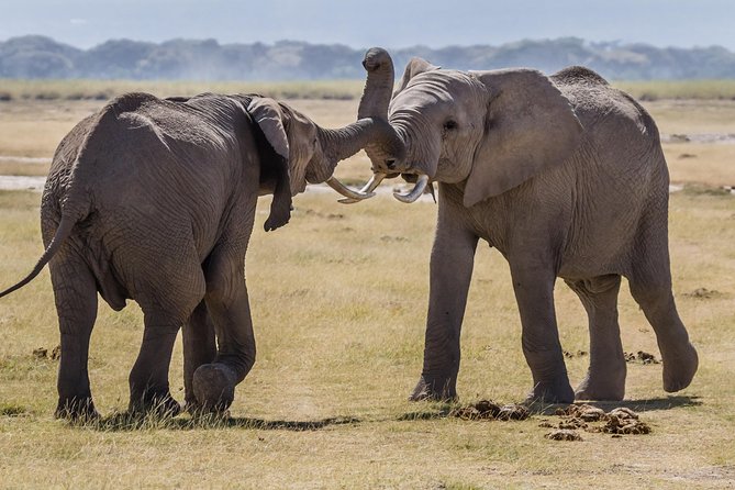 4-Days Best Wildlife Safari: Amboseli, Tsavo West & Tsavo East Private Safari - Accommodation and Meals During the Three Nights
