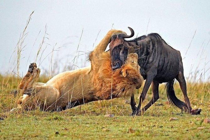 4-Days Best Wildlife Safari: Amboseli, Tsavo West & Tsavo East Private Safari - The Real Value of the $2,275 Price
